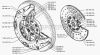 Фото Диск сцепления ведомый 130 Зил 1301601130 Зил